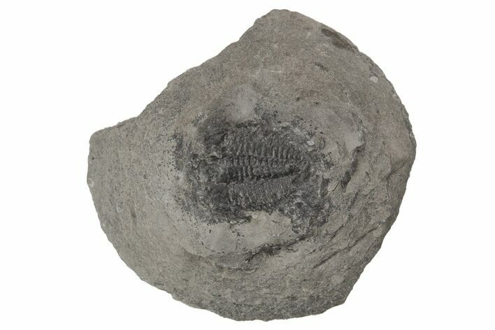 Upper Cambrain Trilobite (Elvinia) - British Columbia #212717